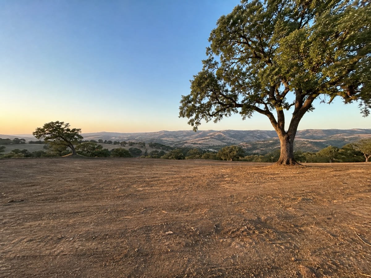 Fully cleared acreage with the mature oak trees preserved