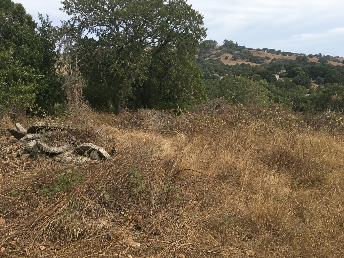 Heavily overgrown lot before clearing begins