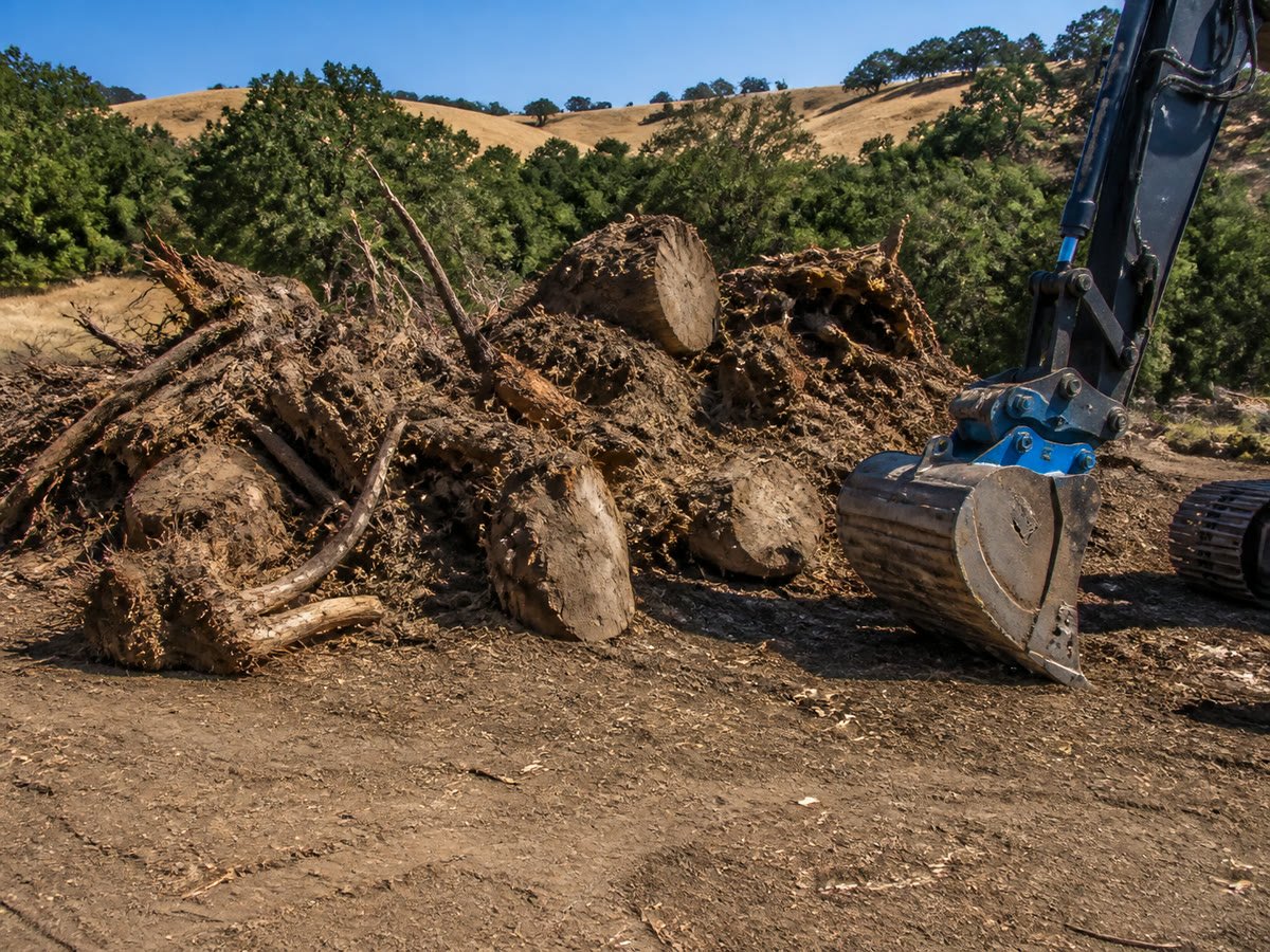 Organized pile of uprooted stumps and root balls
